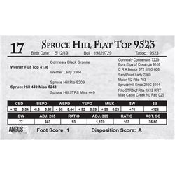 Spruce Hill Flat Top 9523