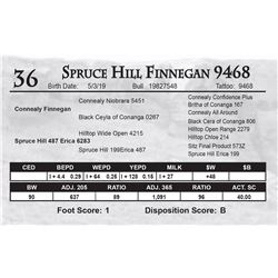 Spruce Hill Finnegan 9468