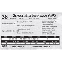 Spruce Hill Finnegan 9493