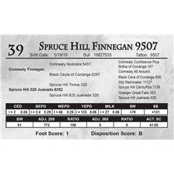 Spruce Hill Finnegan 9507