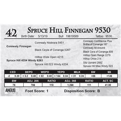 Spruce Hill Finnegan 9530