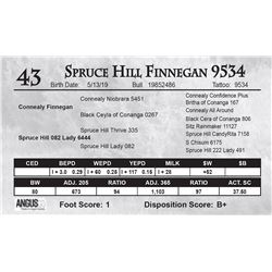 Spruce Hill Finnegan 9534