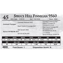 Spruce Hill Finnegan 9560