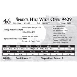 Spruce Hill Wide Open 9429