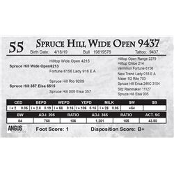 Spruce Hill Wide Open 9437