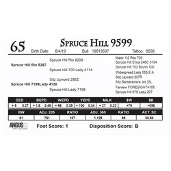 Spruce Hill 9599