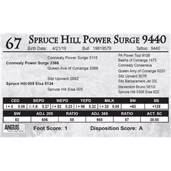 Spruce Hill Power Surge 9440