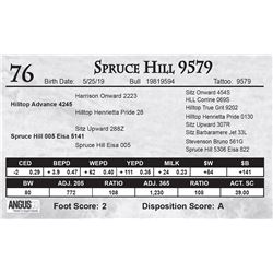 Spruce Hill 9579