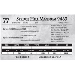 Spruce Hill Magnum 9463