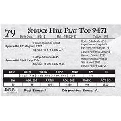 Spruce Hill Flat Top 9471