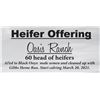 Image 1 : 60 Heifers
