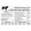 Image 1 : Redland Fortunate 1239