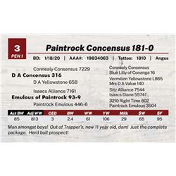 Paintrock Concensus 181-0