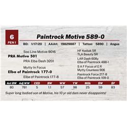 Paintrock Motive 589-0