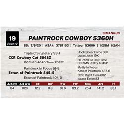 PAINTROCK COWBOY 5360H