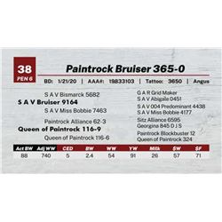 Paintrock Bruiser 365-0