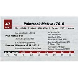 Paintrock Motive 170-0