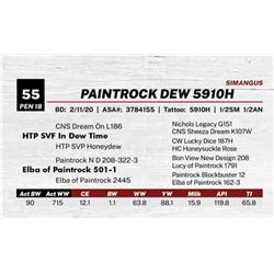 PAINTROCK DEW 5910H