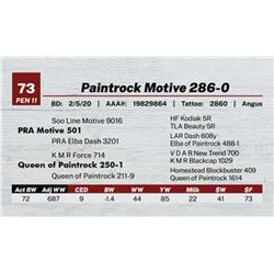Paintrock Motive 286-0