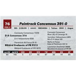 Paintrock Concensus 391-0