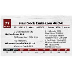 Paintrock Emblazon 480-0