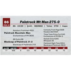 Paintrock Mt Man 275-0