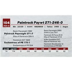 Paintrock Paywt 271-246-0