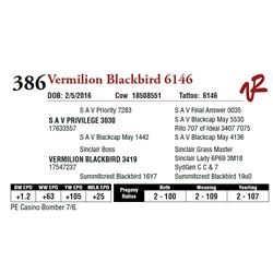 VERMILION BLACKBIRD 6146