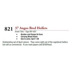 37 ANGUS BRED HEIFERS