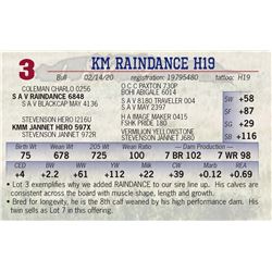 KM RAINDANCE H19