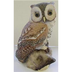 Boehm Screech Owl  #1265939