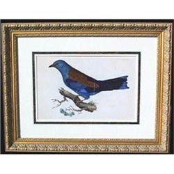 BOTANICAL ENGRAVING ROLLER PRIDEAUX JOHN SELBY #1292179