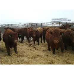 Wayne & Brian Slenders 950# Steers