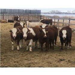 2020 Blomquist Steers