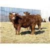 Image 6 : Hebert Livestock Ventures 840# Steers