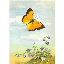 1920's Orange Sulphur Butterfly Color Lithograph Print
