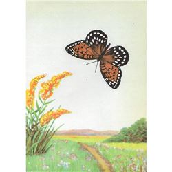 1920's Regal Fritillary Butterfly Color Lithograph Print