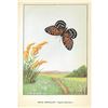 Image 2 : 1920's Regal Fritillary Butterfly Color Lithograph Print