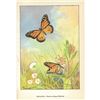 Image 2 : 1920's Monarch Butterfly Color Lithograph Print