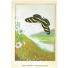 Image 2 : 1920's Zebra Butterfly Color Lithograph Print