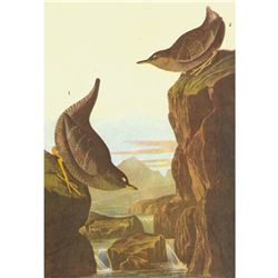 c1946 Audubon Print, #435 Dipper