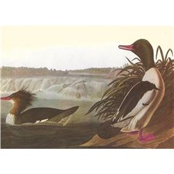 c1950 Audubon Print, American Merganser