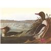 Image 1 : c1950 Audubon Print, American Merganser