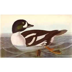 c1946 Audubon Print, #403 Barrow's Golden-Eye