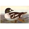 Image 1 : c1946 Audubon Print, #403 Barrow's Golden-Eye