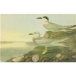 c1946 Audubon Print, #409 Forster's & Trudeau's Terns