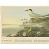 Image 2 : c1946 Audubon Print, #409 Forster's & Trudeau's Terns