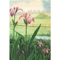 1920's Blue Flag Color lithograph Print