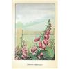 Image 2 : 1920's Foxglove Color Lithograph Print