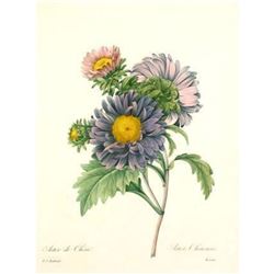 After Pierre-Jospeh Redoute, Floral Print, #9 Aster de Chine ( Aster )